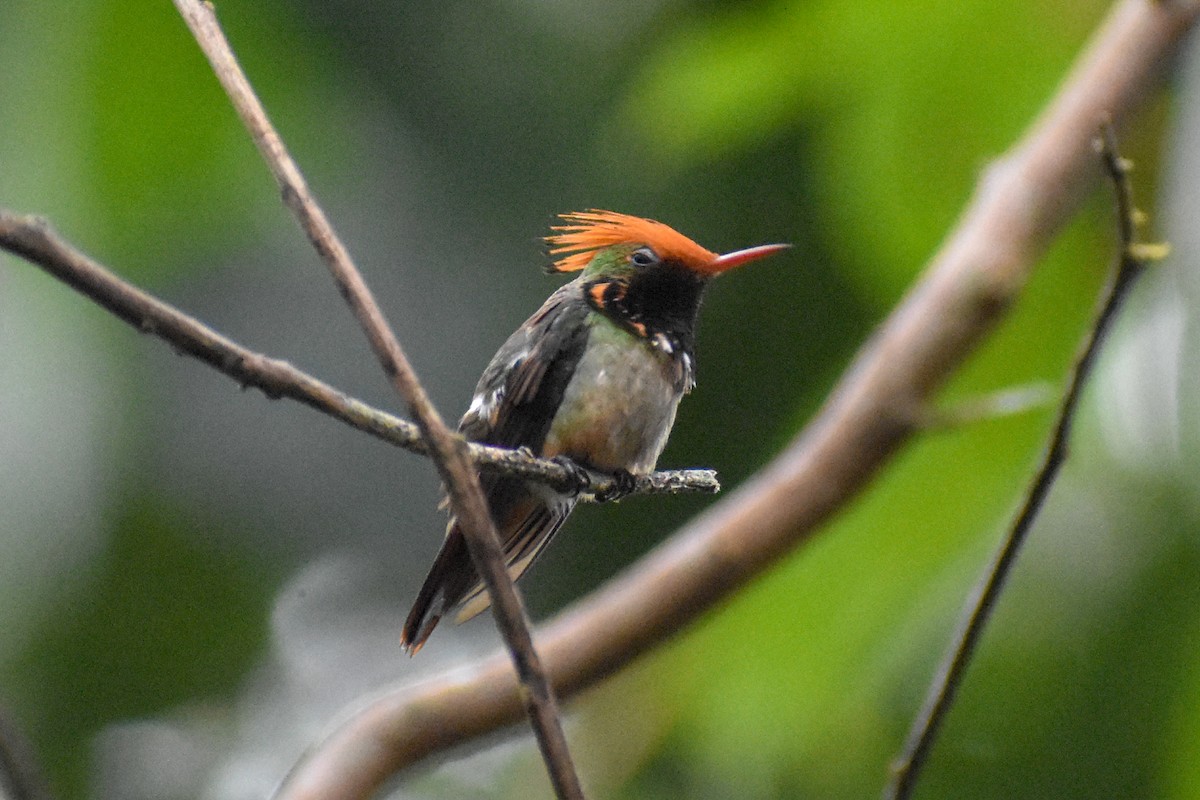 チャカザリハチドリ - ML647251047