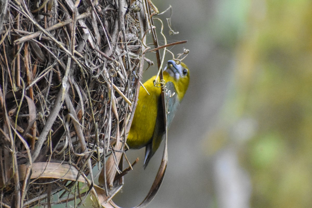 Golden-bellied Euphonia - ML647251064