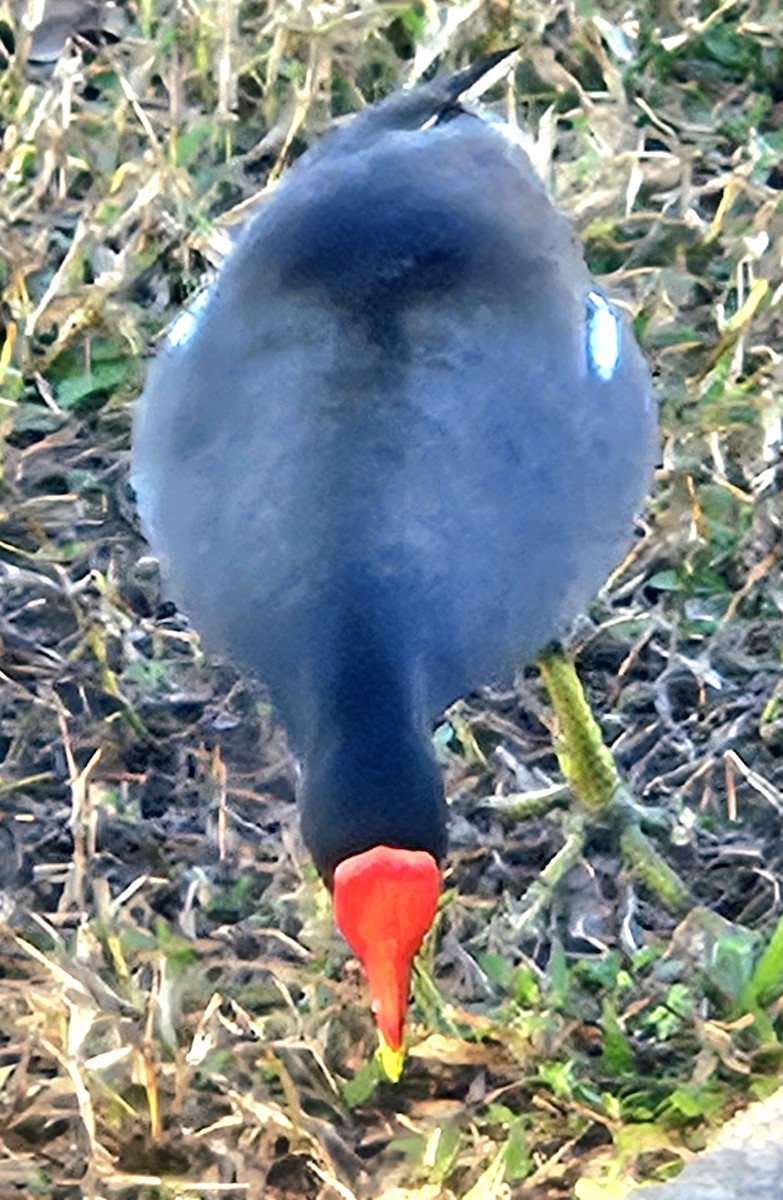 Курочка латиноамериканська - ML647251065