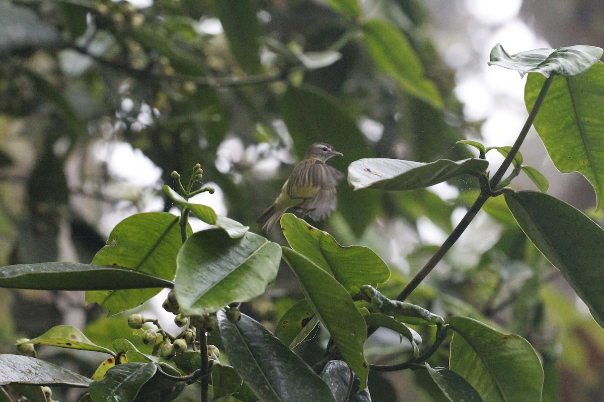 Brown-capped Vireo - ML647251068