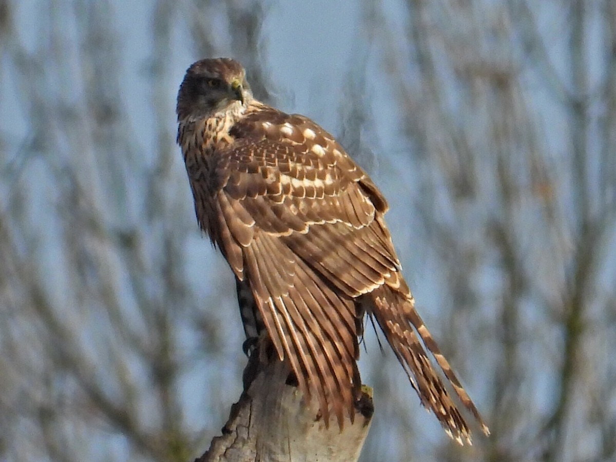 Тетеревятник - ML647251071