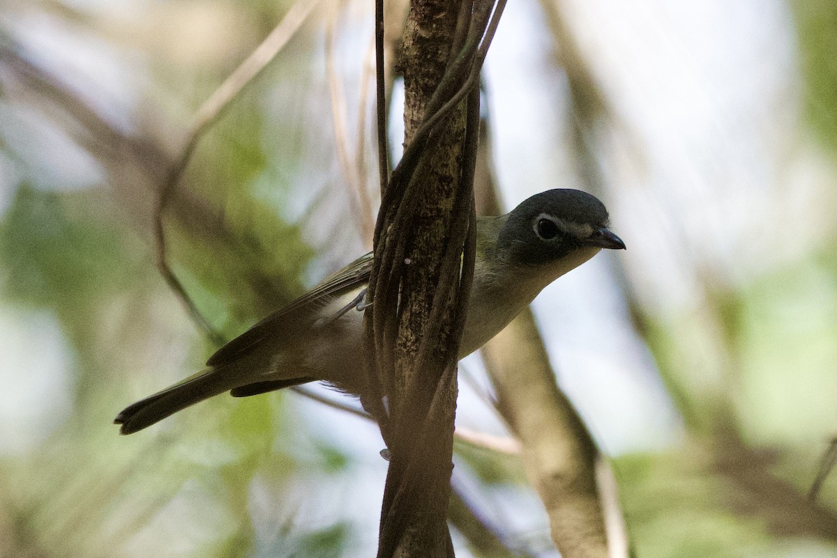 フタスジモズモドキ - ML647251072