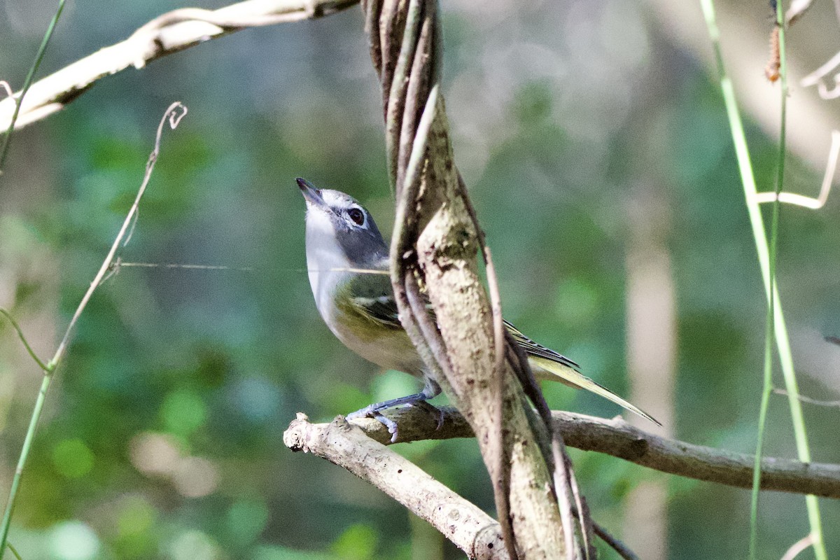 フタスジモズモドキ - ML647251073