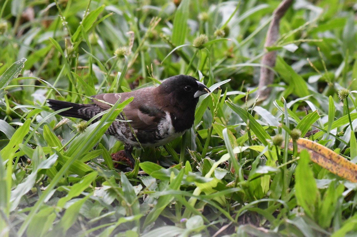 Bronze Mannikin - ML647251082