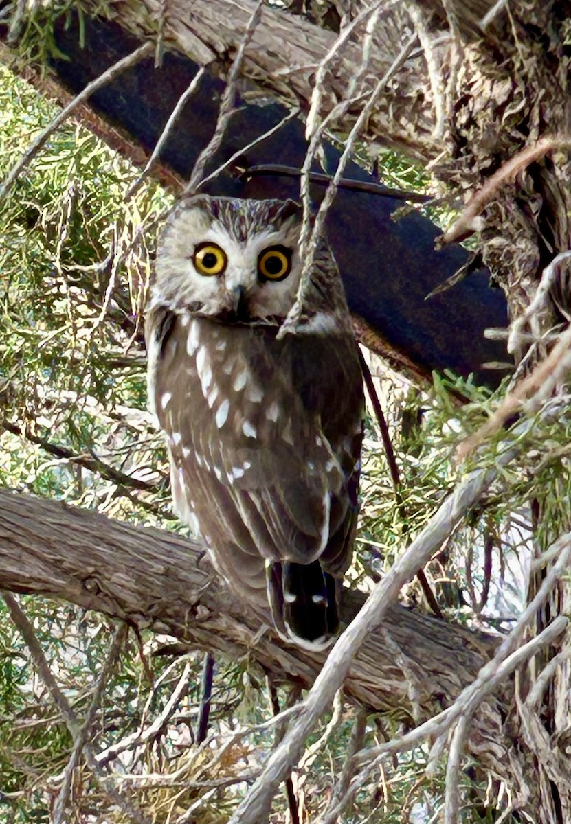 Northern Saw-whet Owl - ML647251084