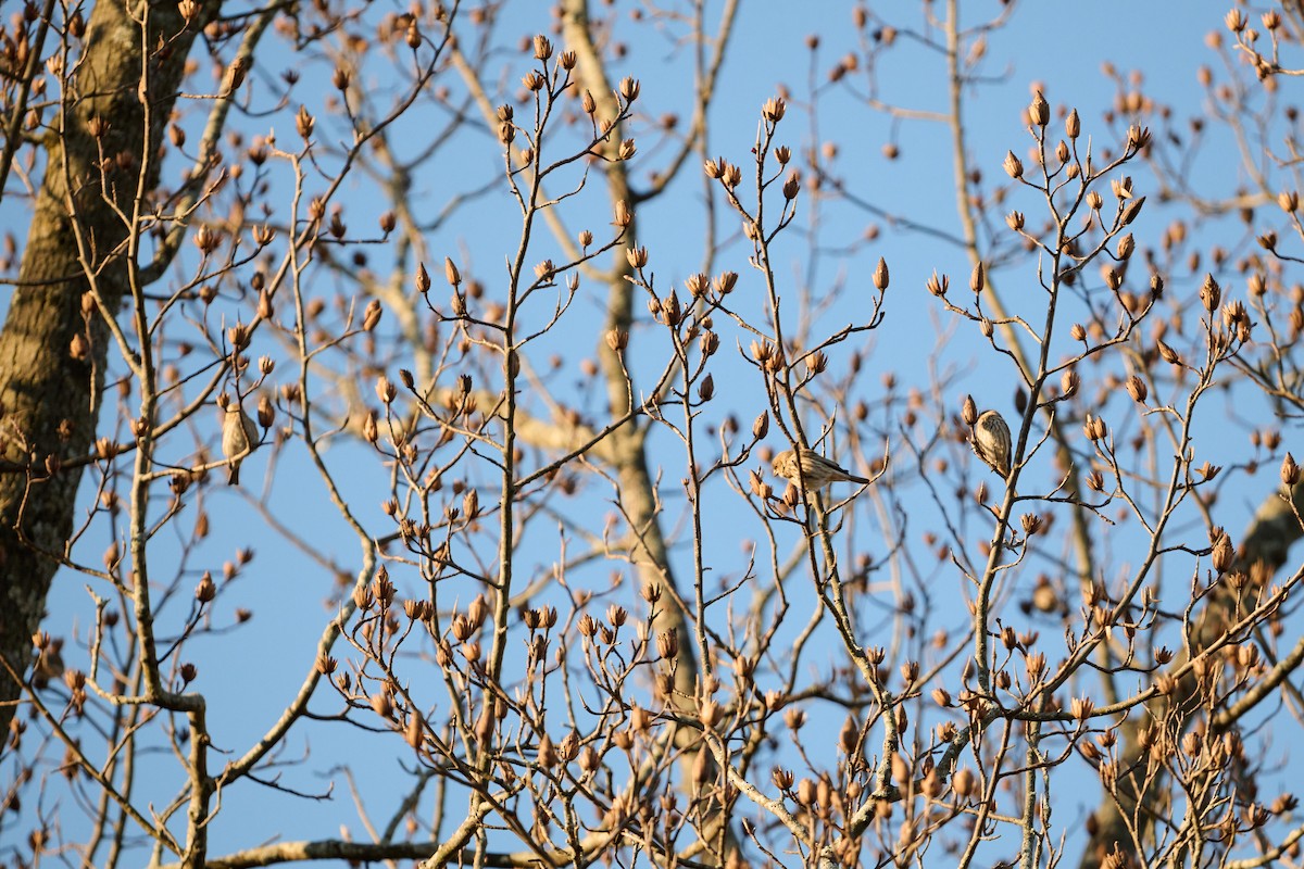 House Finch - ML647251089