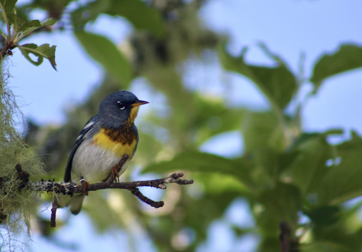 Northern Parula - ML647251098