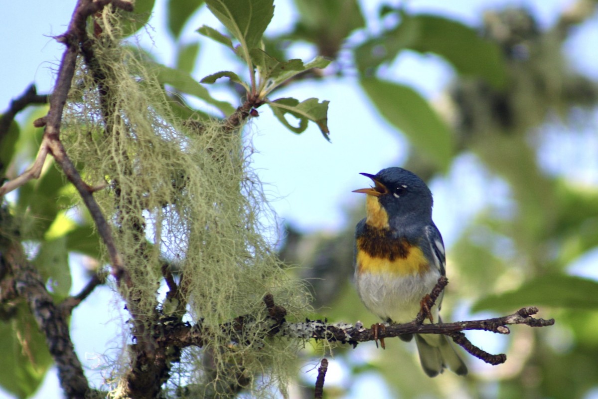 Northern Parula - ML647251099