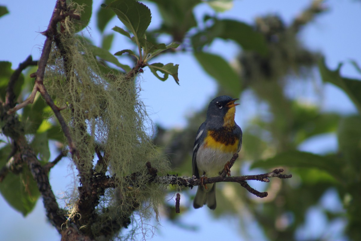Northern Parula - ML647251100