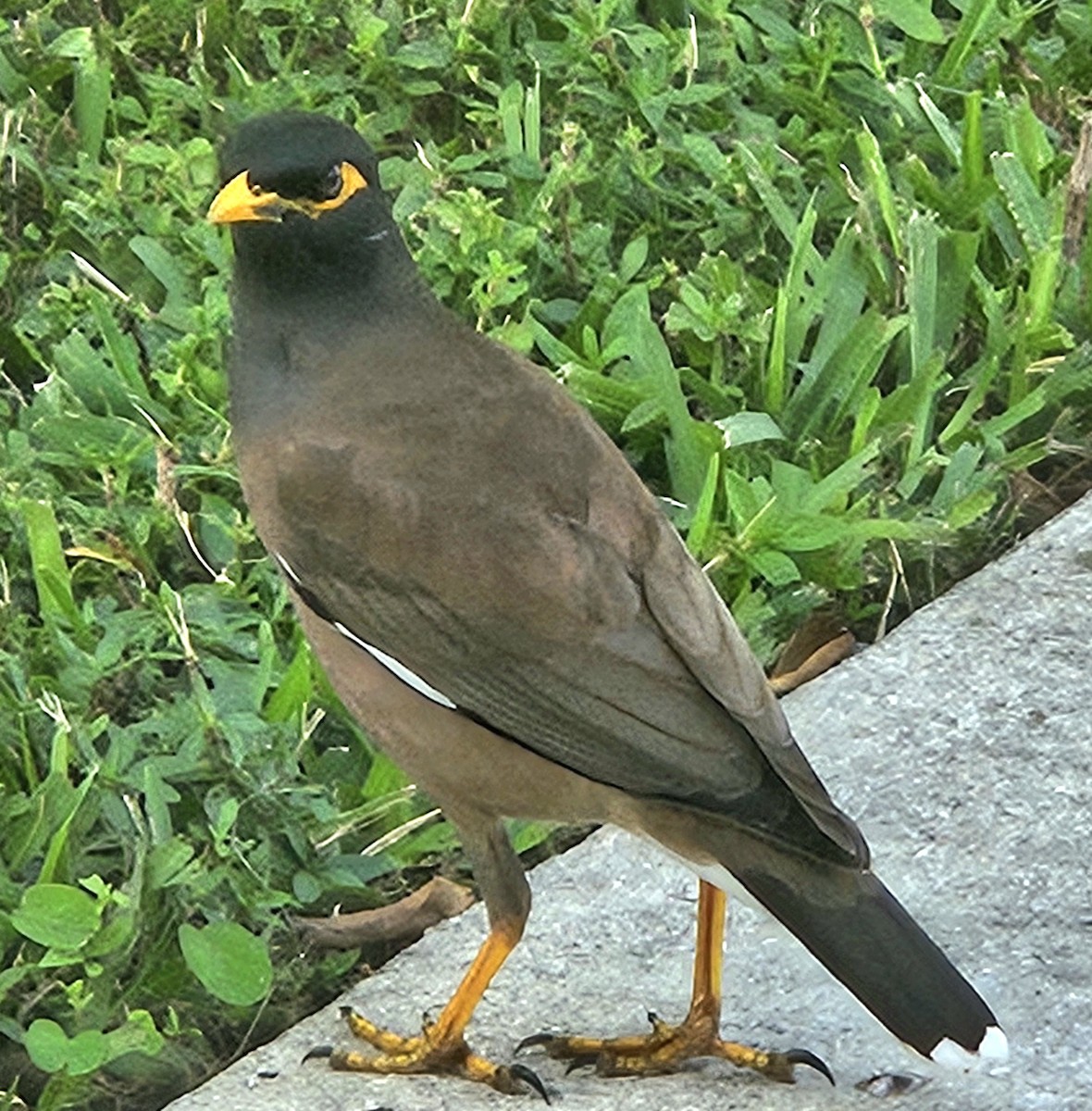eBird Checklist - 20 Dec 2025 - FLF Broward CBC, Frost Park, Dania ...