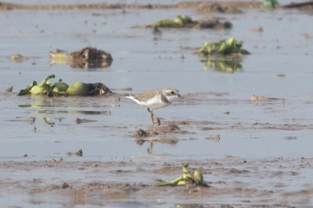 Tibetan Sand-Plover - ML647251144
