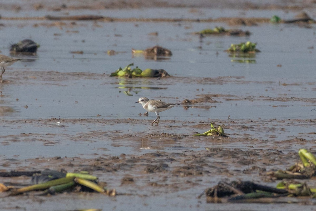 Tibetan Sand-Plover - ML647251145