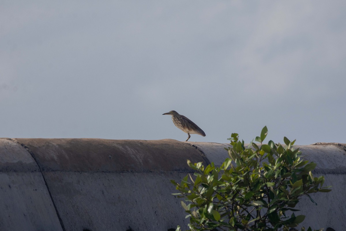 Chinese Pond-Heron - ML647251150