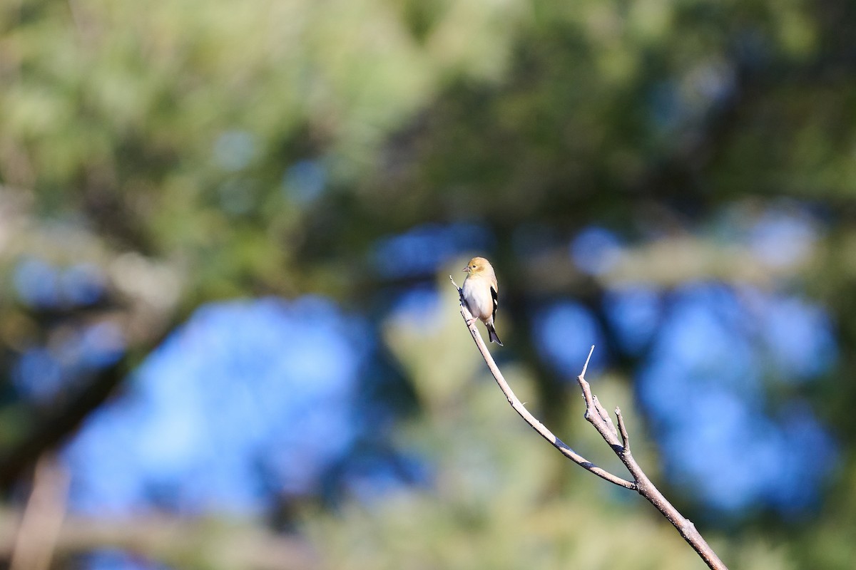 American Goldfinch - ML647251158