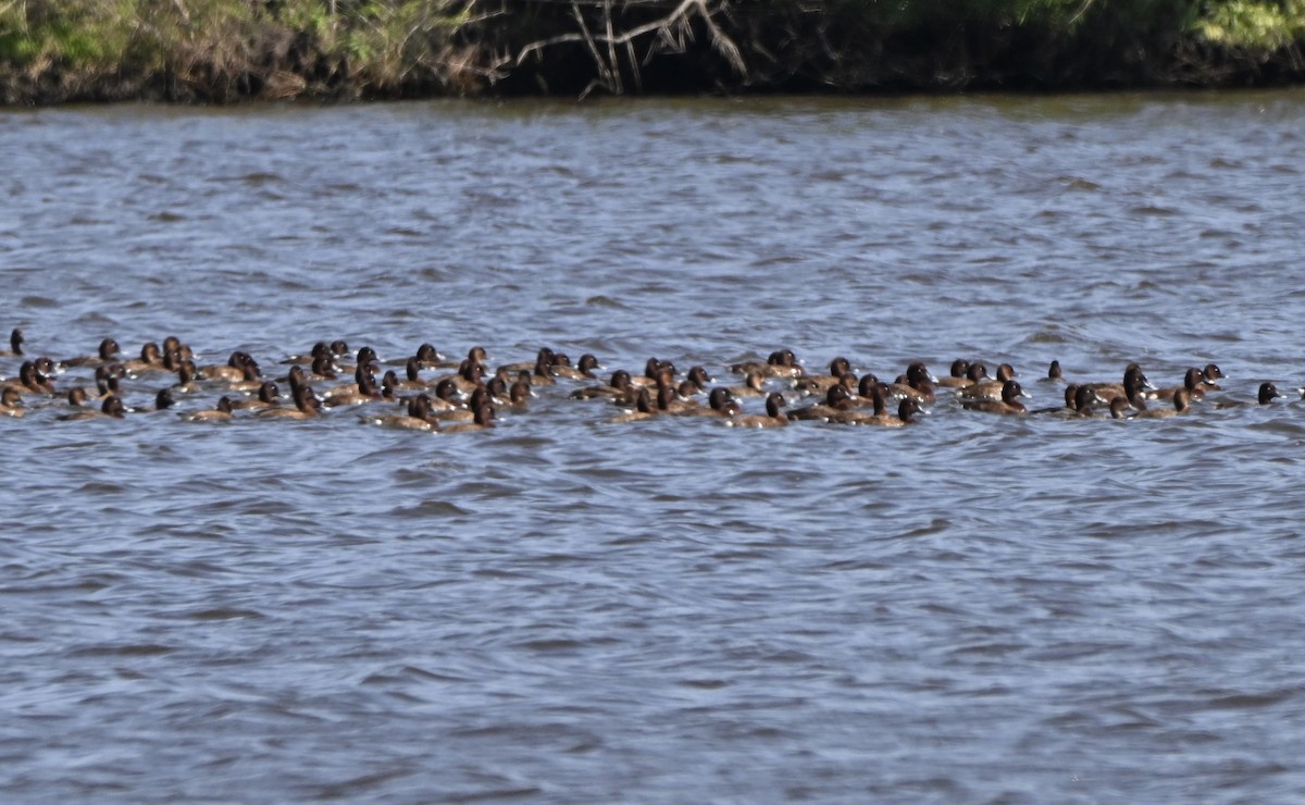 Hardhead - ML647251166