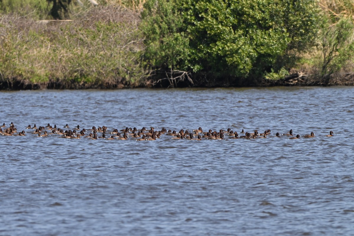 Hardhead - ML647251173