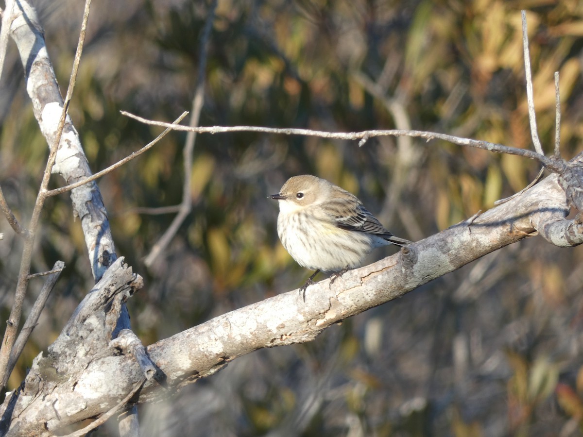Yellow-rumped Warbler (Myrtle) - ML647251181