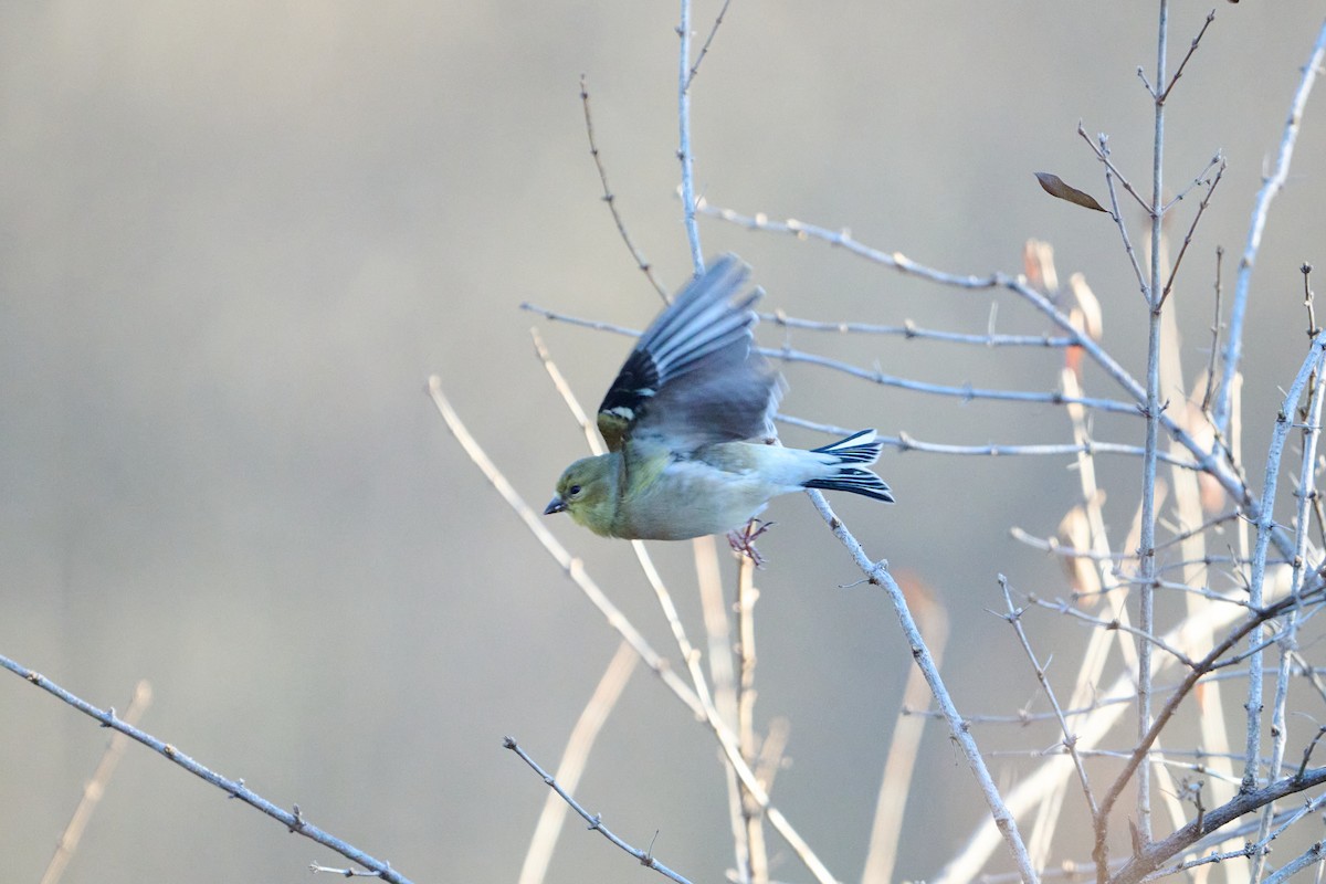American Goldfinch - ML647251182