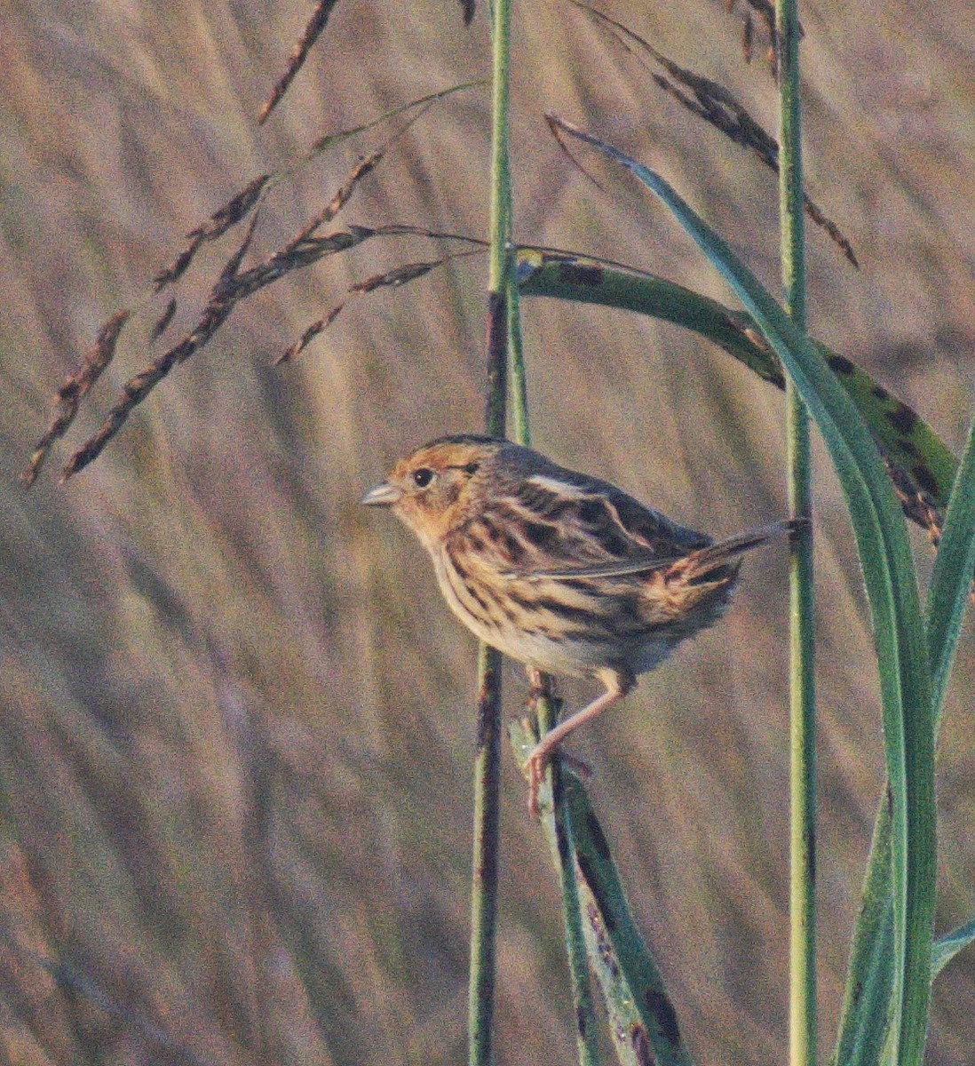 LeConte's Sparrow - ML647251187
