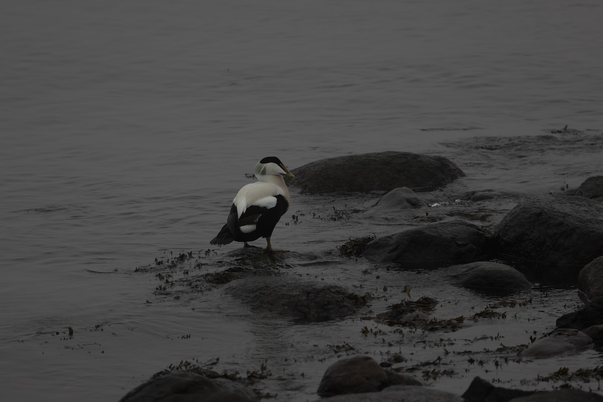 Common Eider - ML647251199