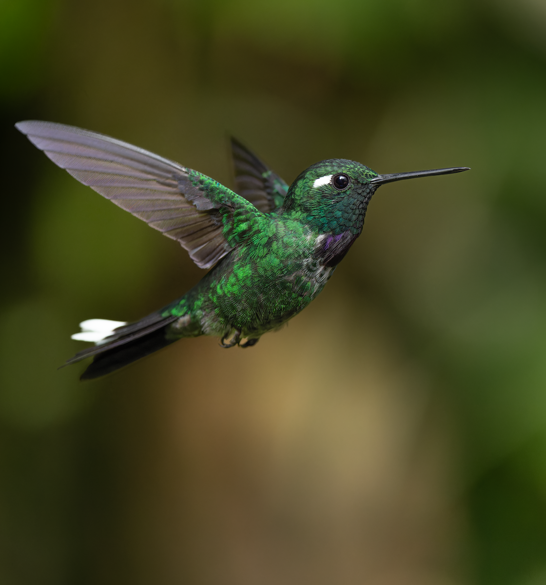 Purple-bibbed Whitetip - ML647251200
