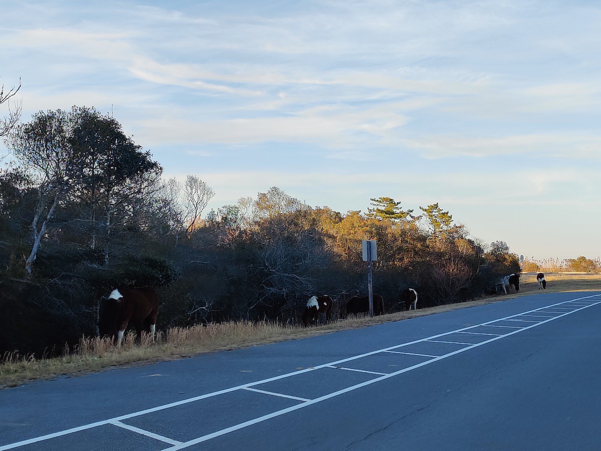 Animals - ML647251204