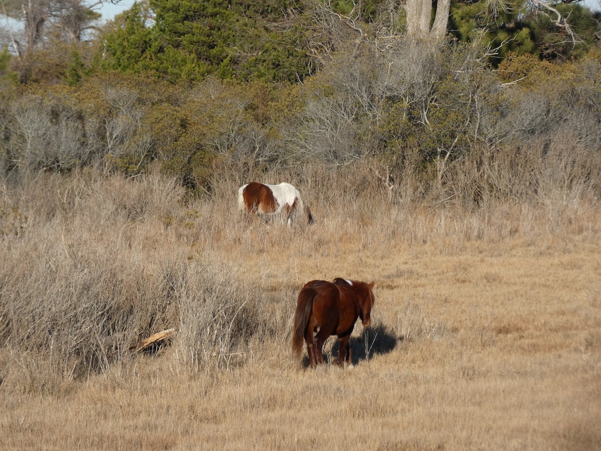 Animals - ML647251205