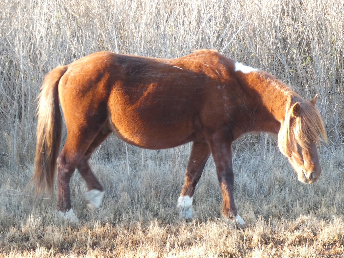 Animals - ML647251206