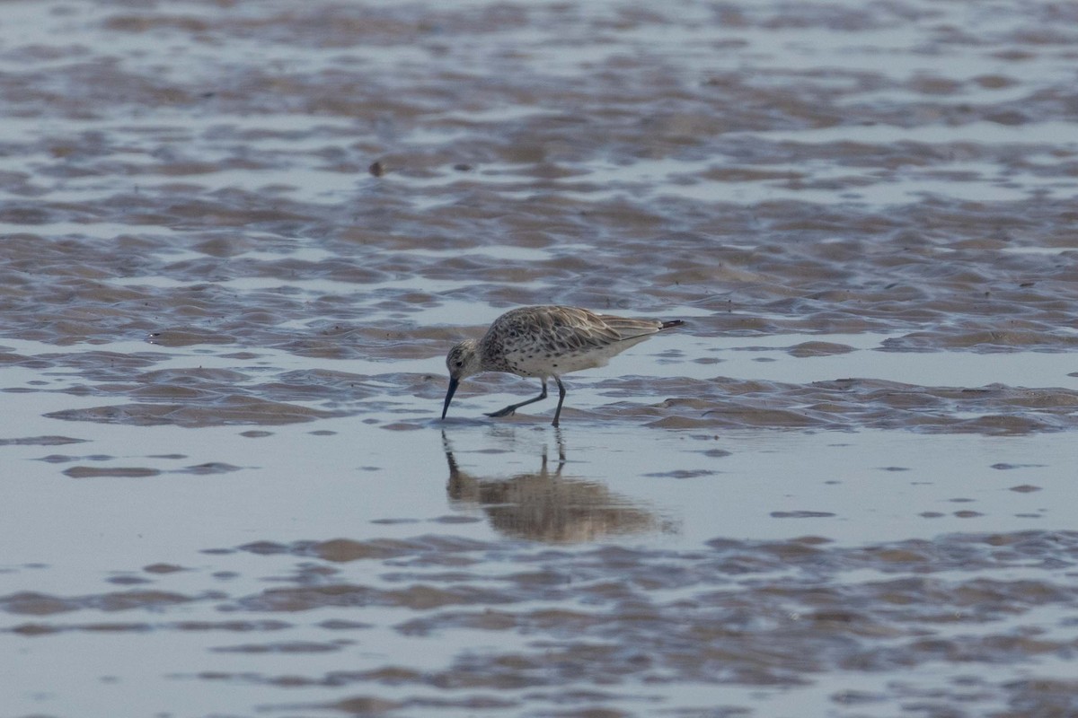 חופית גדולה - ML647251207