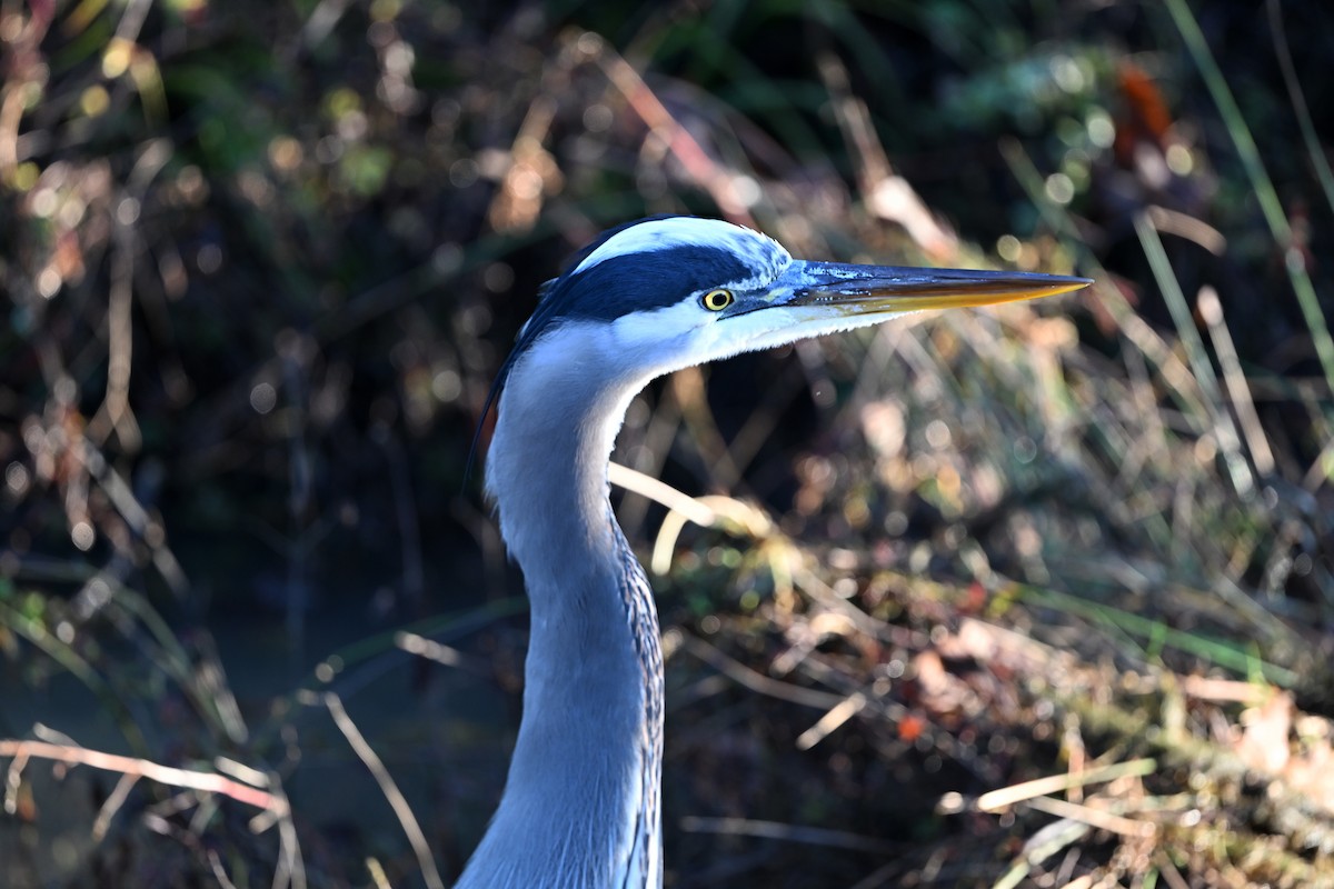 אנפה אמריקנית - ML647251209