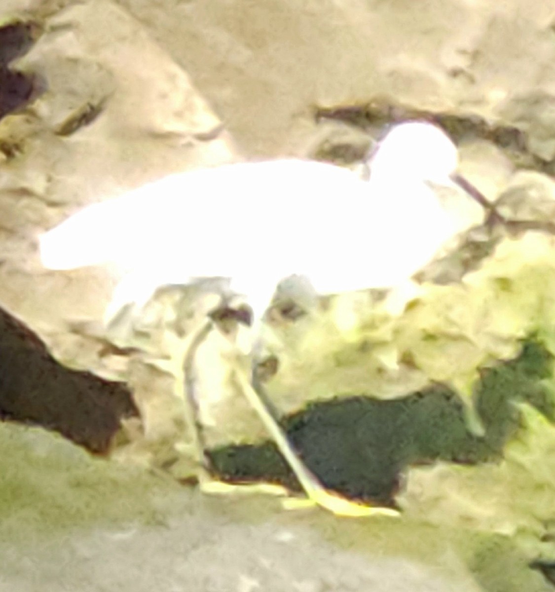 לבנית אמריקנית - ML647251211