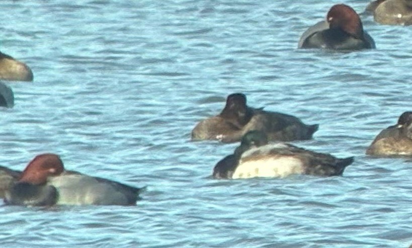 צולל ימי - ML647251213