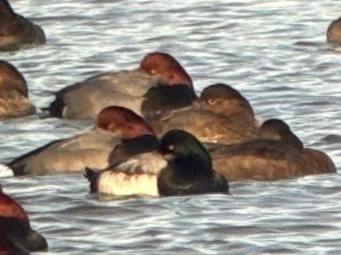 צולל ימי - ML647251214