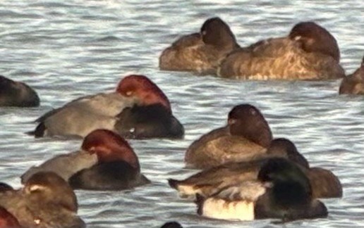 צולל ימי - ML647251215