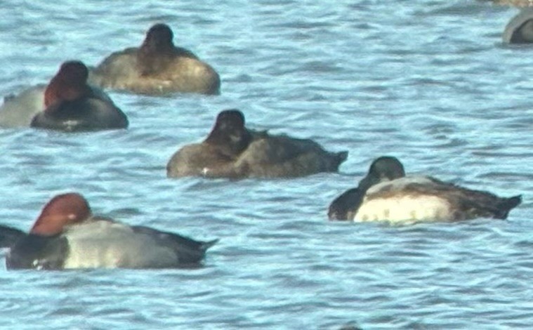 צולל ימי - ML647251216