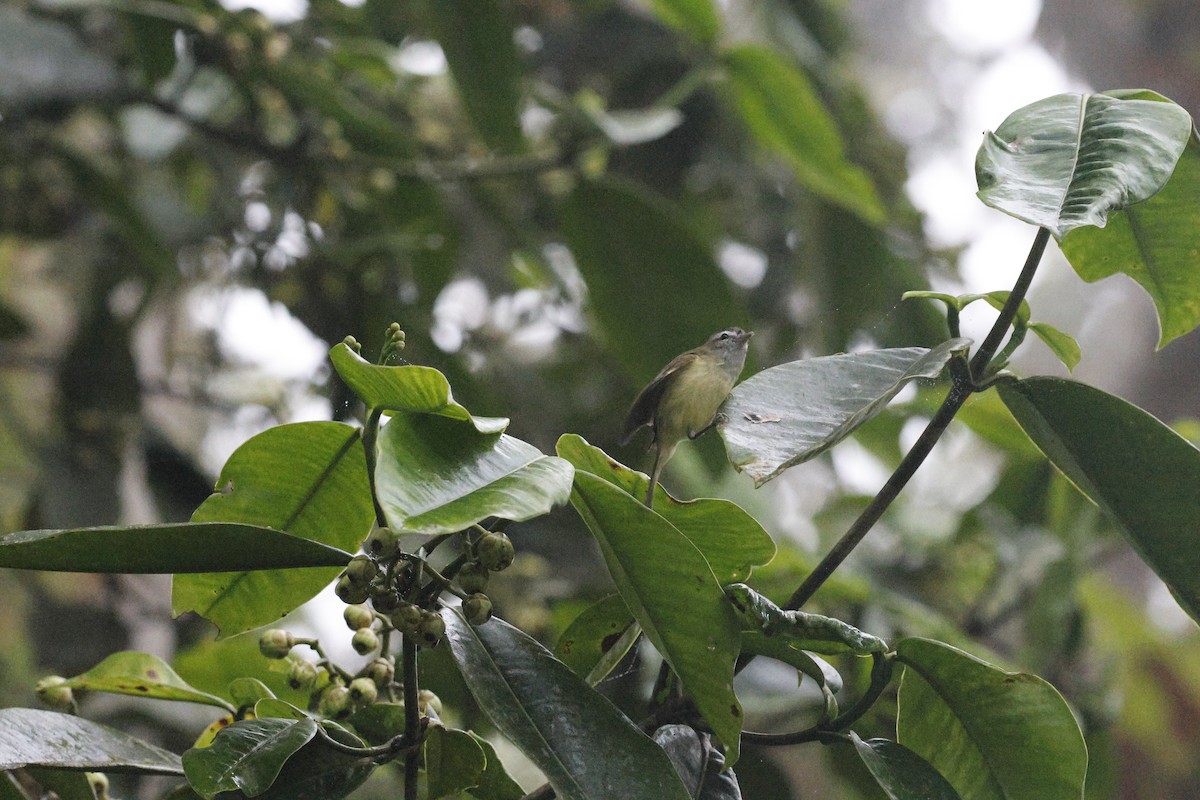 Brown-capped Vireo - ML647251217