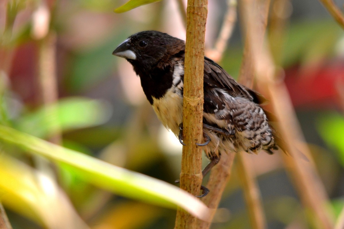 Bronze Mannikin - ML647251219