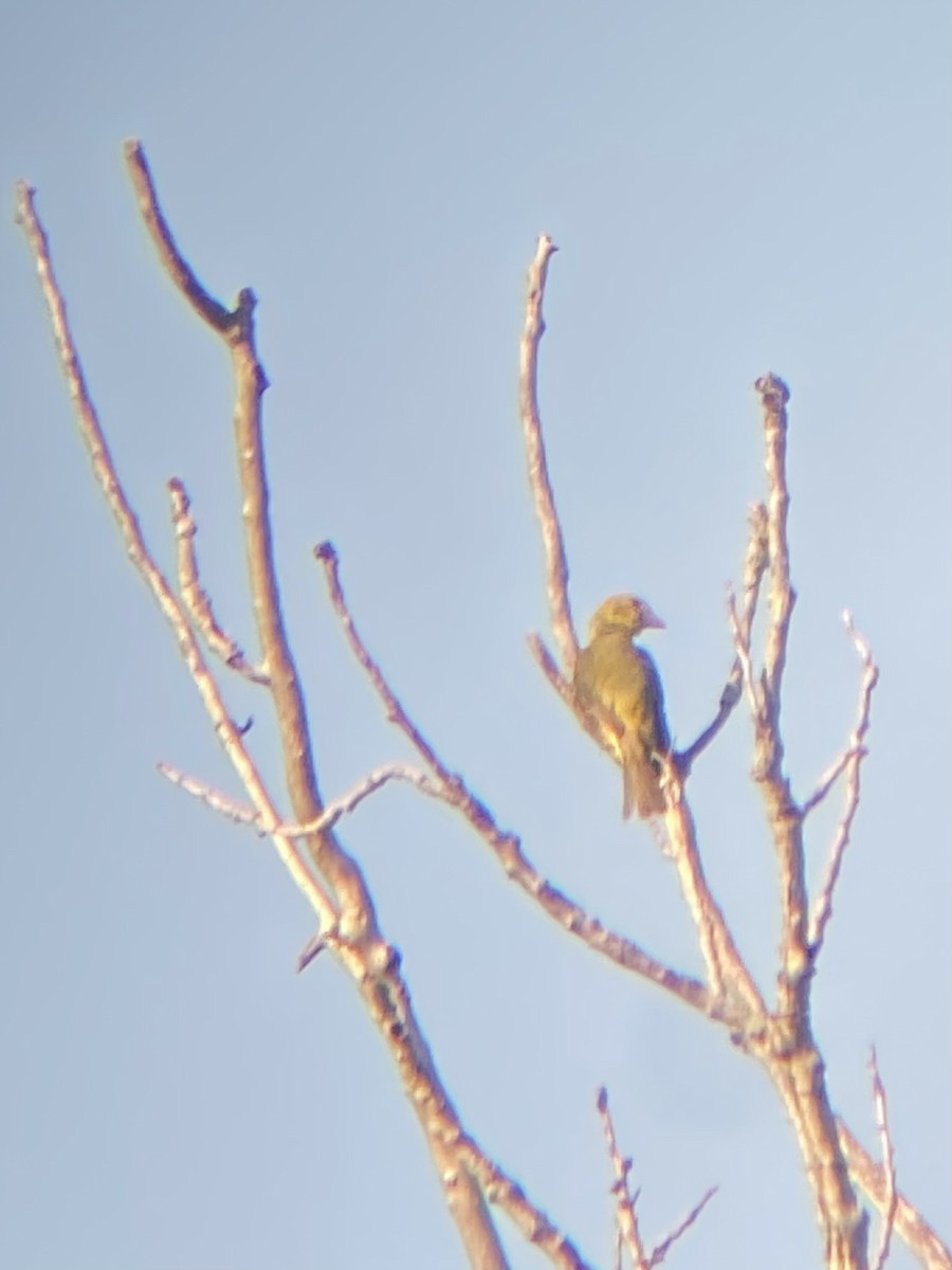 להבית אדומה - ML647251221