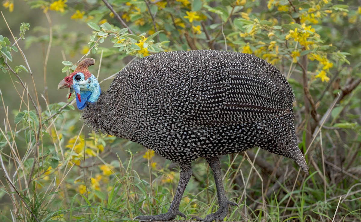 פנינית הקסדה - ML647251223