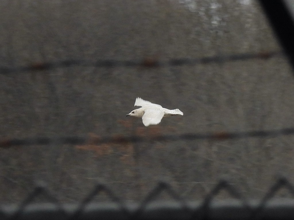 שחף איסלנדי - ML647251224