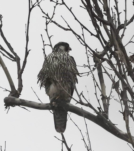 בז נודד - ML647251226