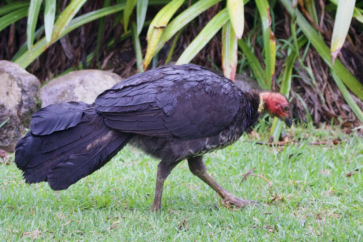 Australian Brushturkey (Yellow-pouched) - ML647251227