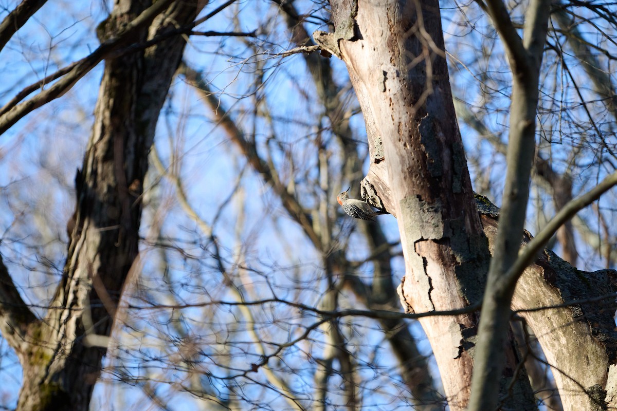 Red-bellied Woodpecker - ML647251228