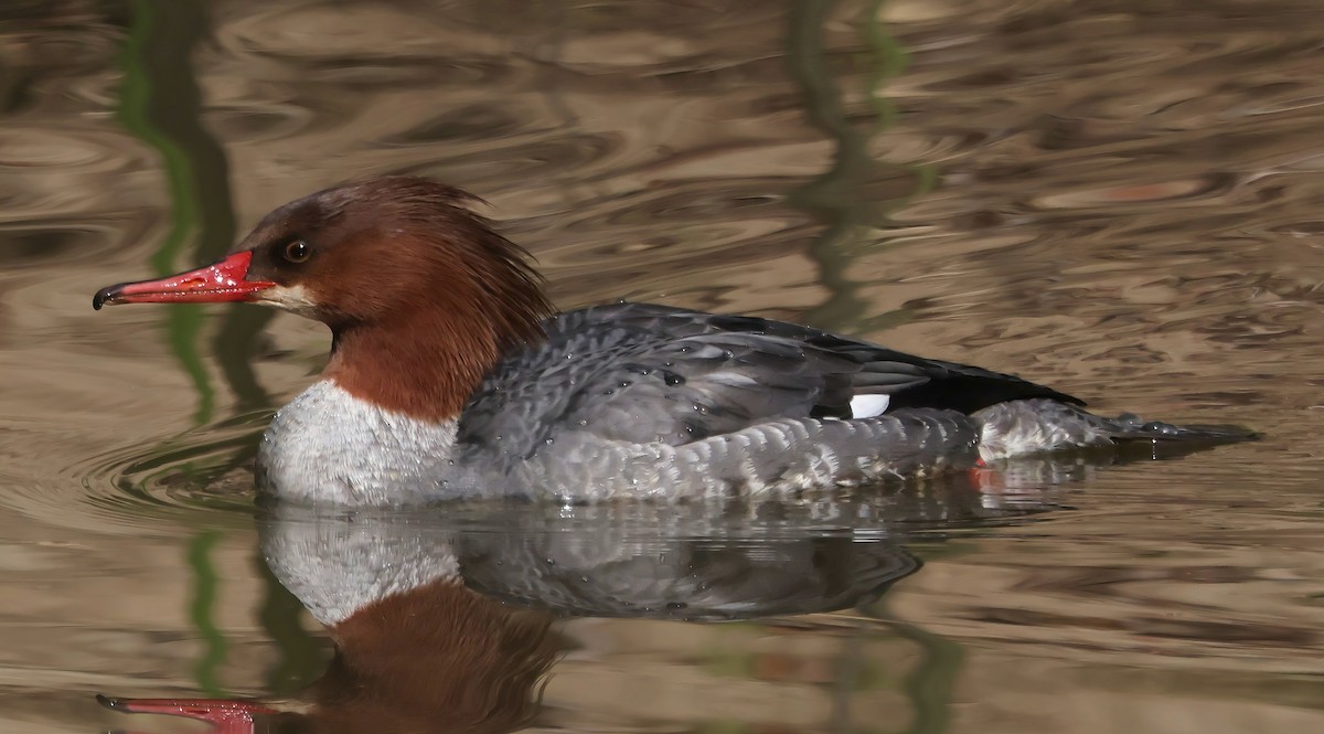 מרגון גדול - ML647251230
