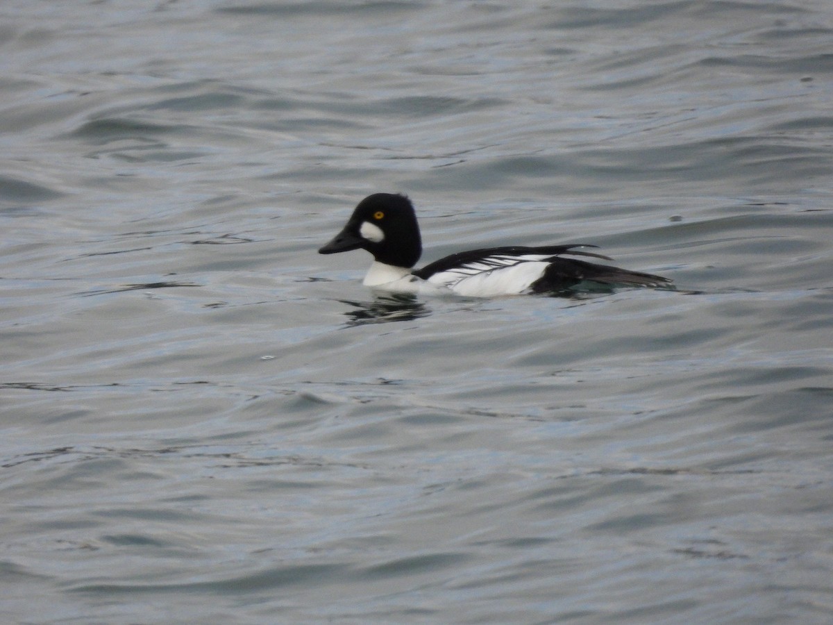 מרגון בינוני - ML647251231