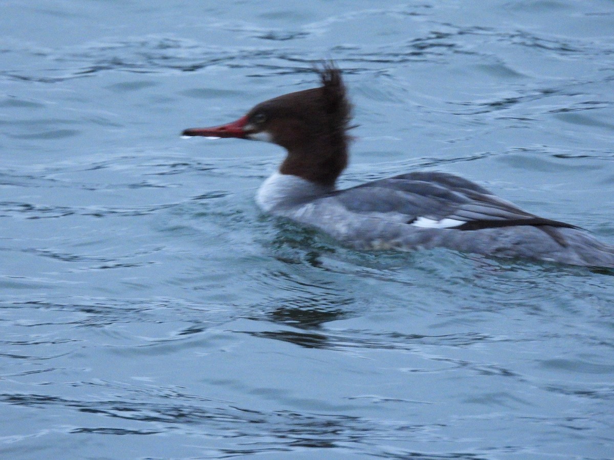 מרגון בינוני - ML647251232