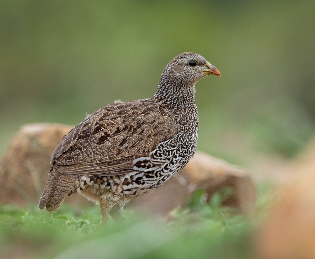 Natal Spurfowl - ML647251233