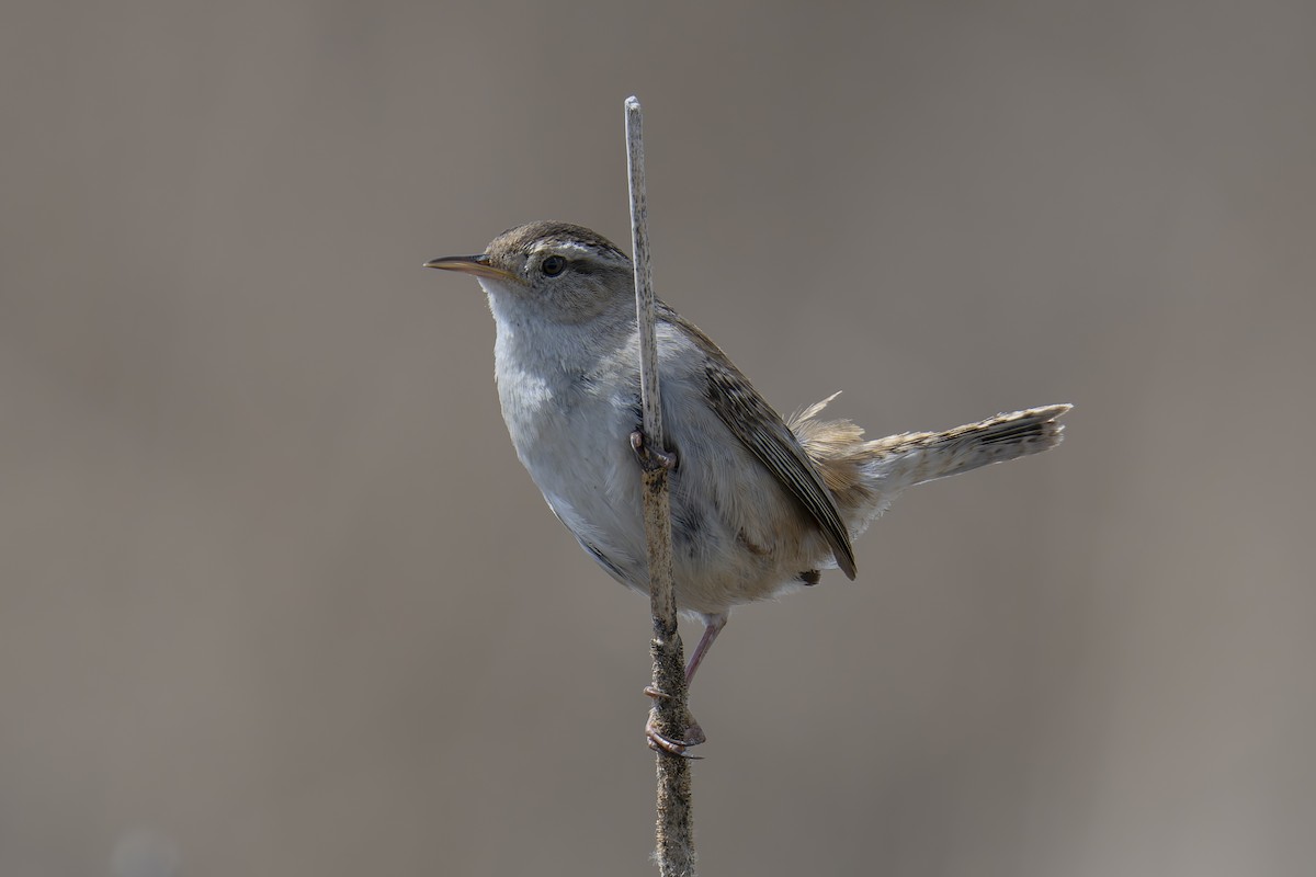 Marsh Wren - ML647251234