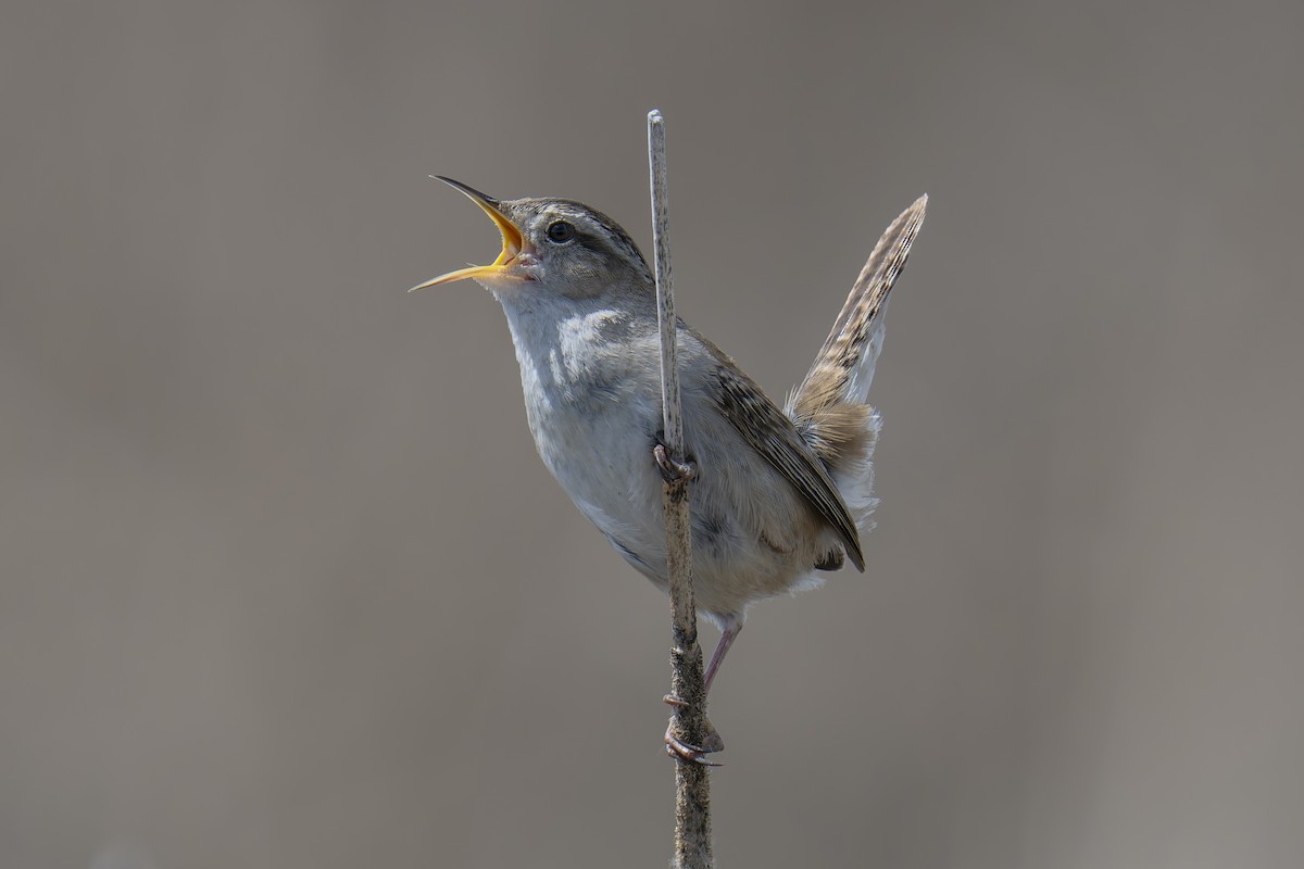 Marsh Wren - ML647251235