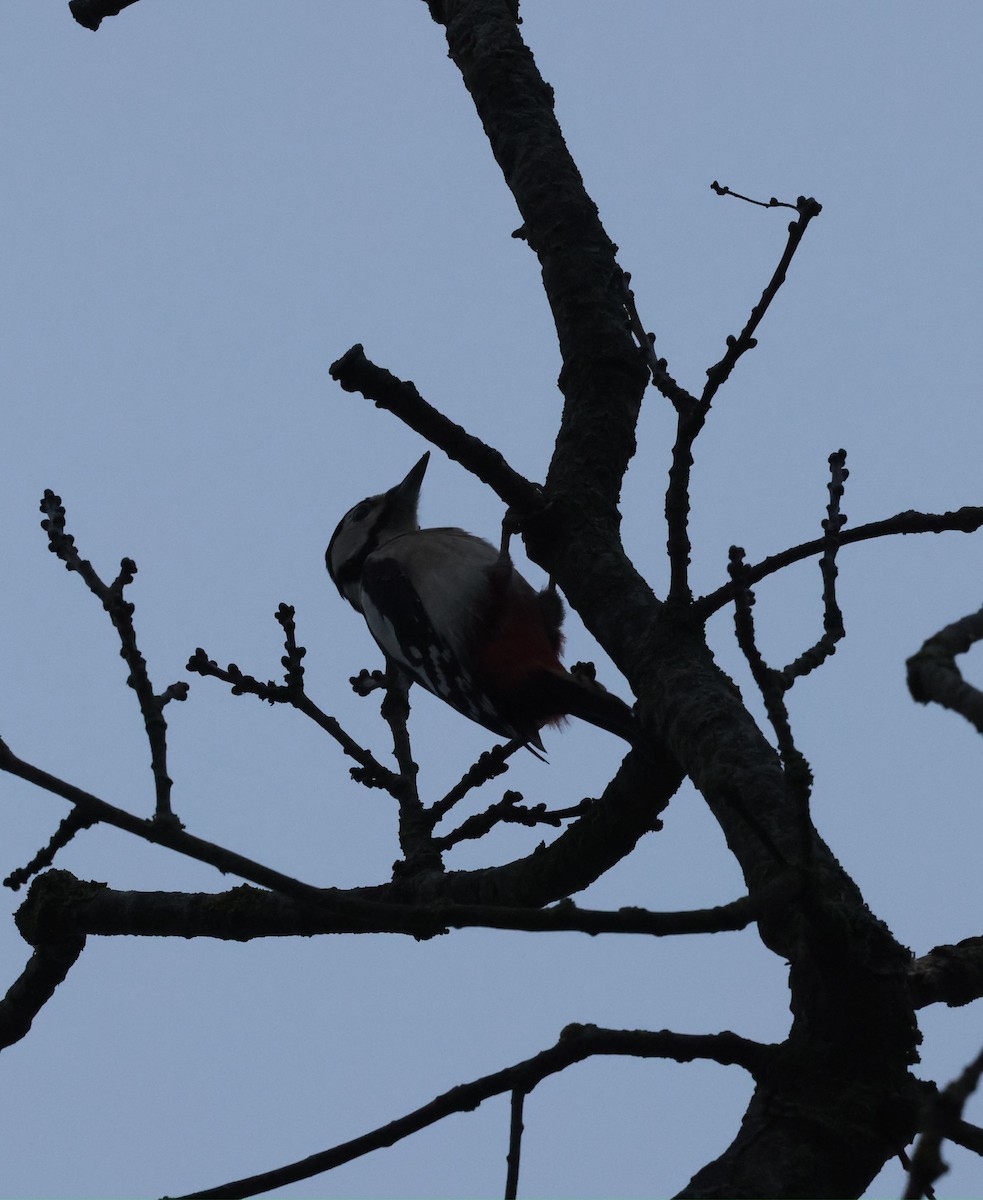 נקר עקוד - ML647251236
